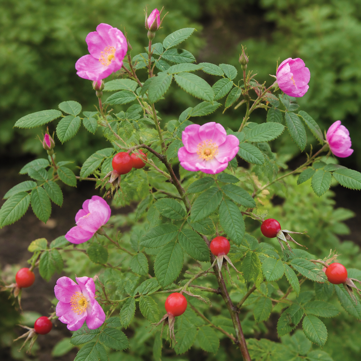 Hagebuttenrose