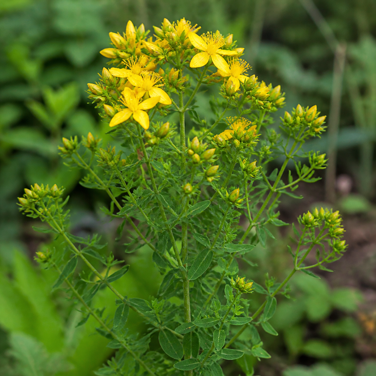 Johanniskraut